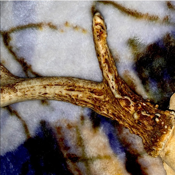 6-8 Point Deer Rack Great for Mounting in Man Cave - Picture 13 of 16